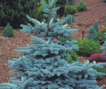 picea-pungens-hoopsi-60.jpg