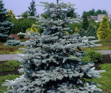 Голубая-ель-фото-лат.-Picea-pungens.jpg