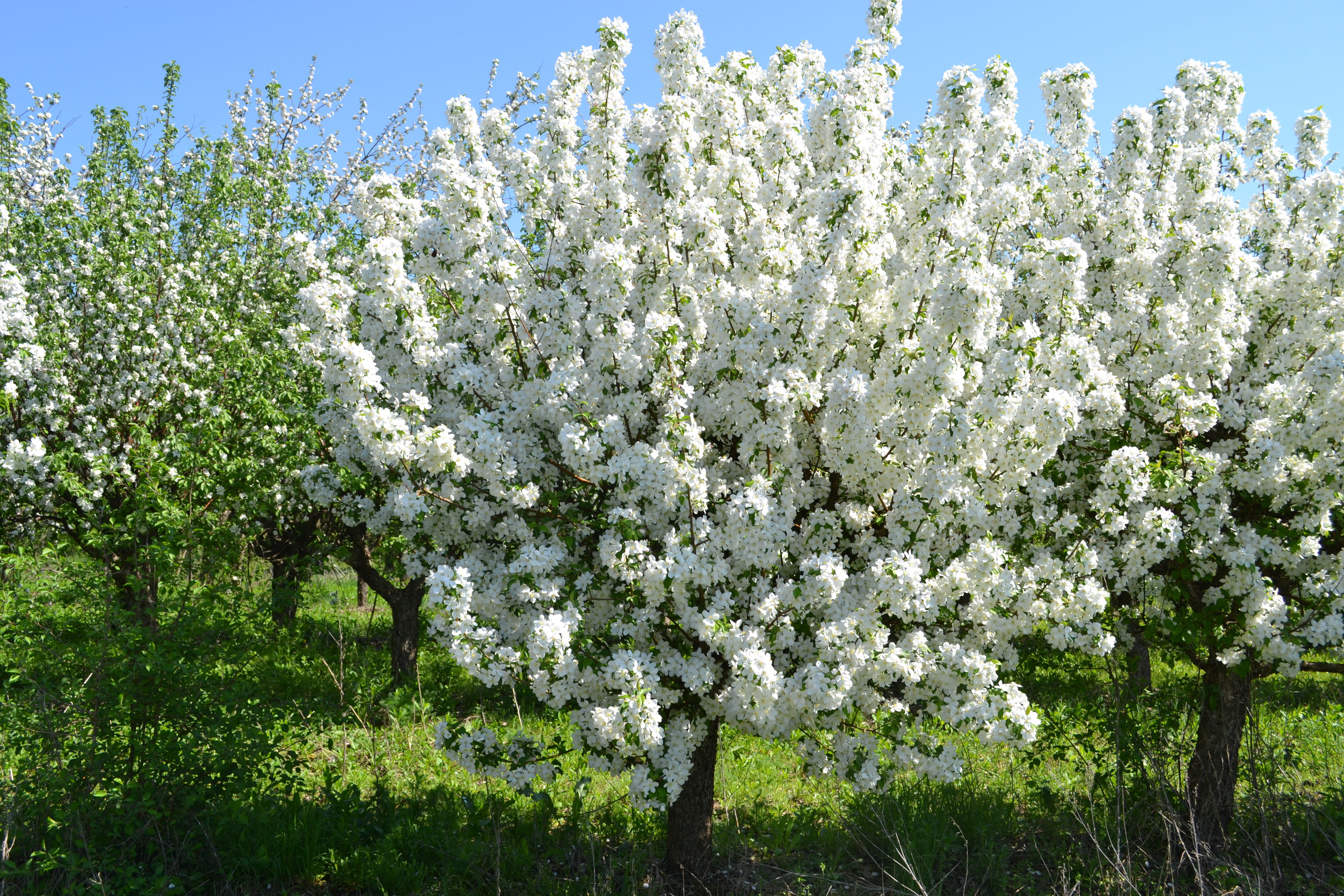 10 плодовых деревьев. Семеренко яблоня цветет. Яблоня Исеть белая. Яблоня Семеренко.