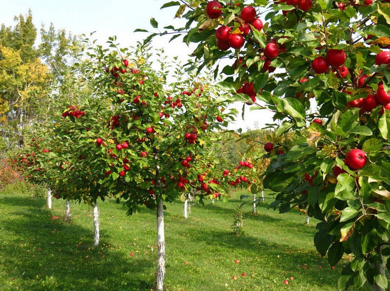 Плодовые деревья - особенности посадки и ухода - 1