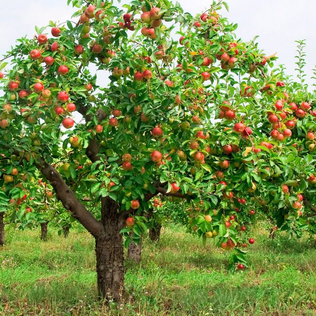 Деревья плодовые