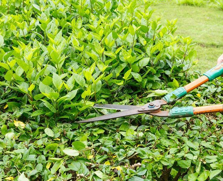 кустарники