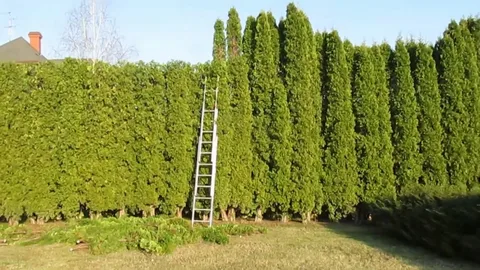 кустарники