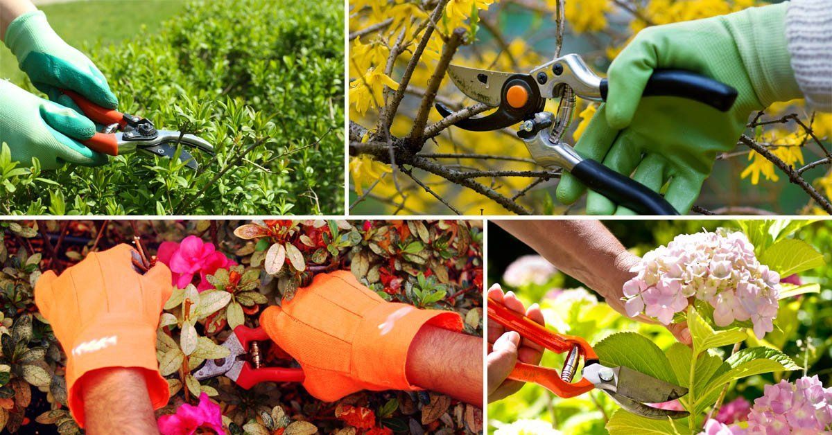 кустарники