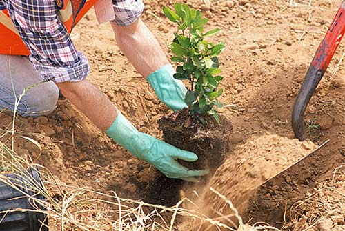 Технология посадки деревьев и кустов, приобретённых в питомнике - 1