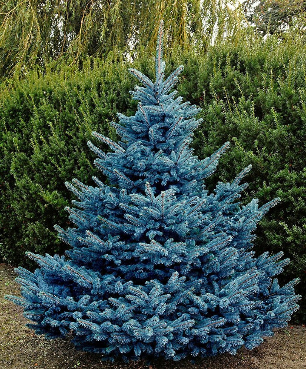 Голубая ель: описание деревьев, стоимость саженцев и их сорта - 1