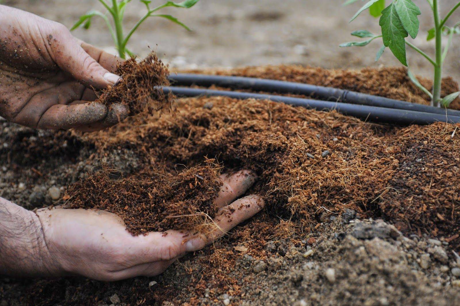 Как правильно провести анализ почвы перед посадкой деревьев?
