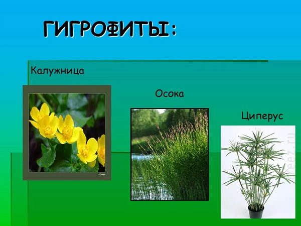 Растения-гигрофиты