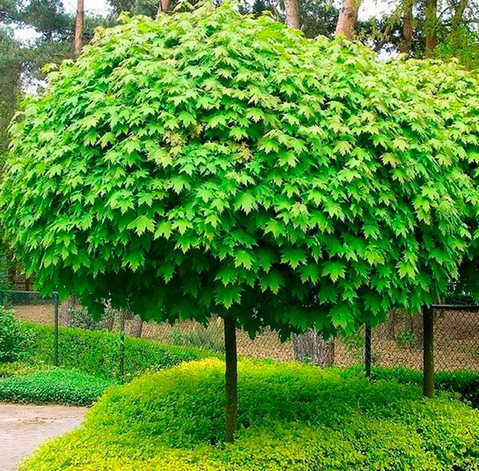 Популярные сорта лиственных деревьев - 1